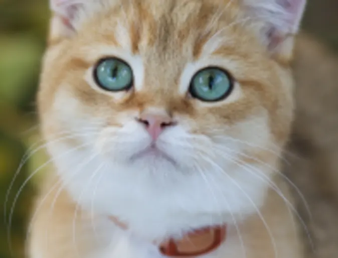 Cat with blue eyes